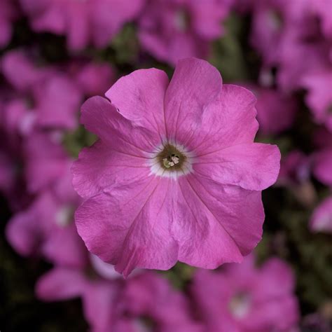 Petunia pink - Pearson's Nursery and Tearoom