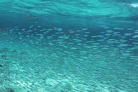 School of fish swimming underwater in blue ocean, Vava'u, Tonga, Pacific Ocean - Stock Photo ...