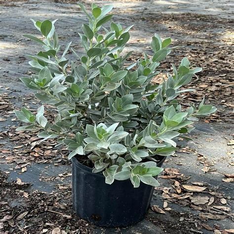 OnlinePlantCenter 3 Gal. Silver Buttonwood Shrub with White Flowers ...