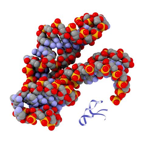 Hammerhead Ribozyme Molecule Photograph by Laguna Design - Fine Art America