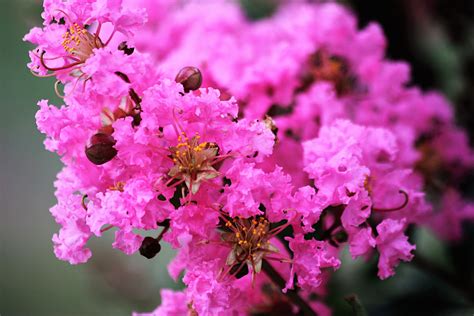 Pink Crepe Myrtle Close-up 2 Free Stock Photo - Public Domain Pictures