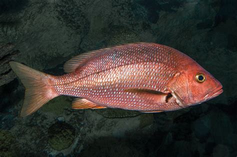 Red Snapper| July 2022 | TPW magazine