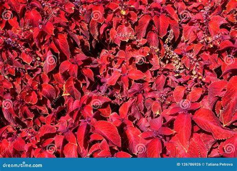 Red Coleus, Purple Coleus Garden Design Stock Photo - Image of natural ...