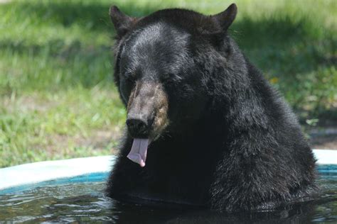 Florida Black Bear Facts