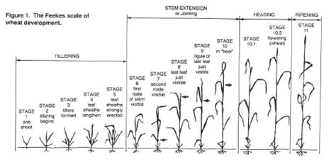 Foliar Fungicides and Wheat Production in Oklahoma | Oklahoma State University