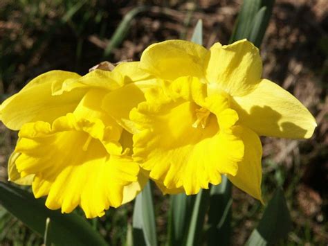 What Are the Differences Between Daffodils, Narcissus, and Jonquils ...