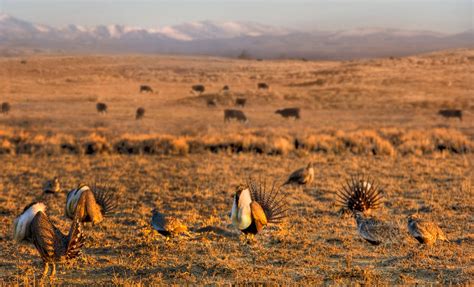 Making Sense of Sage Grouse Population Reports | Theodore Roosevelt ...