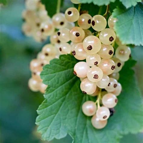 White Currant - Fruiting Shrubs - Garden World Nursery