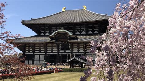 Todaiji Temple: Deer and Cherry Blossoms in Nara — The Gaijin Ghost