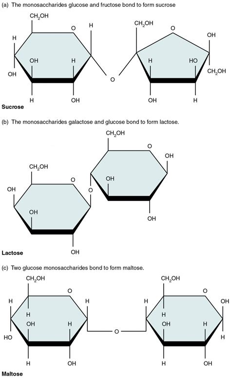 Organic Compounds Essential to Human Functioning | Anatomy and Physiology I