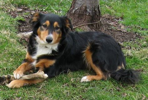 English Shepherd - Puppies, Facts, Pictures, Breeders, Temperament | Animals Breeds