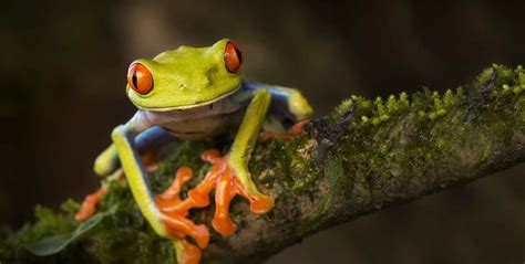 Red-Eyed Tree Frog | Care Center | Galápagos Reptile Gear