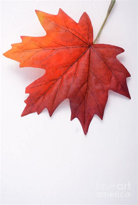 Happy Canada Day Maple Leaf Photograph by Milleflore Images | Fine Art America