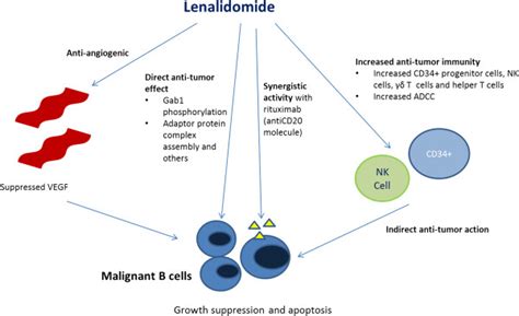 Lenalidomide possesses a diverse set of mechanism of action in the ...