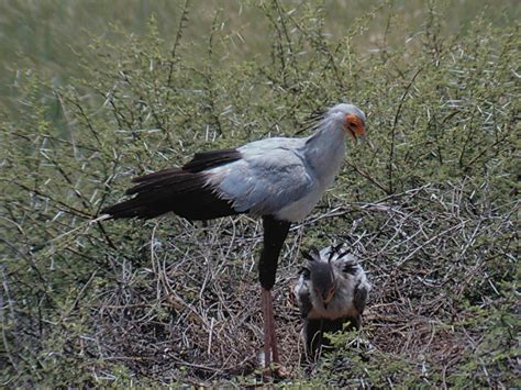 Secretary Bird and chick | Sagittarius serpentarius Another … | Flickr