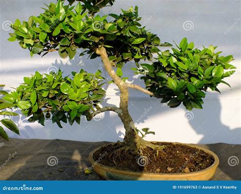 Shimpaku Juniper Bonsai Plant Garden Environment Stock Image - Image of surroundings, bonsai ...