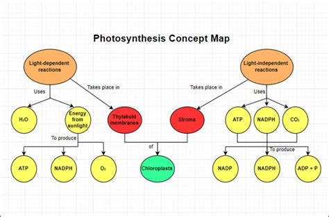 Photosynthesis Concept Map: Explain with Examples