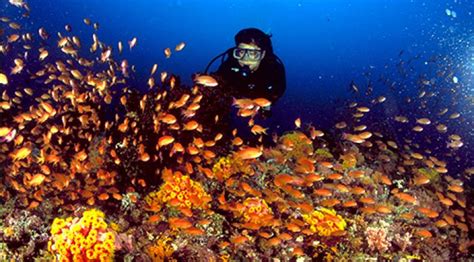 Diving in Anilao | Diving Holidays | Regaldive - The Diving Holiday Specialist