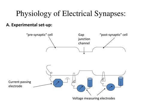 PPT - Chemical and Electrical Synapses PowerPoint Presentation, free download - ID:5928223