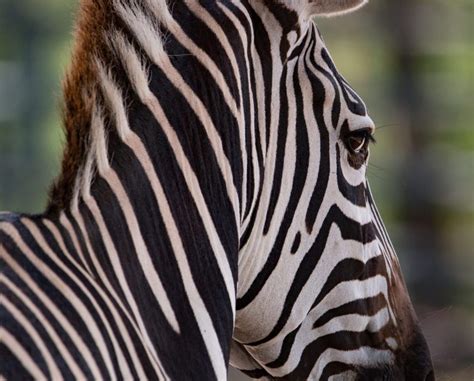 Fun Facts about Zebras