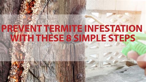 Prevent Termite Infestation With These 8 Simple Steps