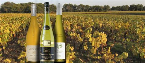 Muscadet | Local Wine Appellation From Pays de la Loire, France