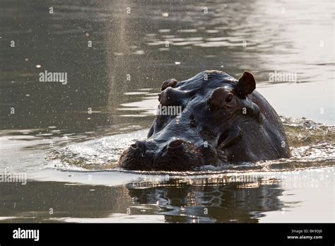 Swimming Hippopotamus (Hippopotamus amphibius Stock Photo - Alamy