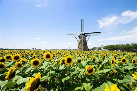 Best Sunflower Fields in Japan - Japan Web Magazine