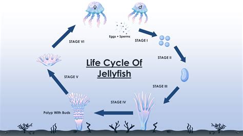 The Life Cycle Of A Jellyfish - YouTube