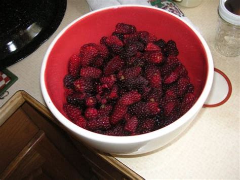 making tayberry jam | That Bloomin' Garden | Jam, Jam recipes, Favorite recipes