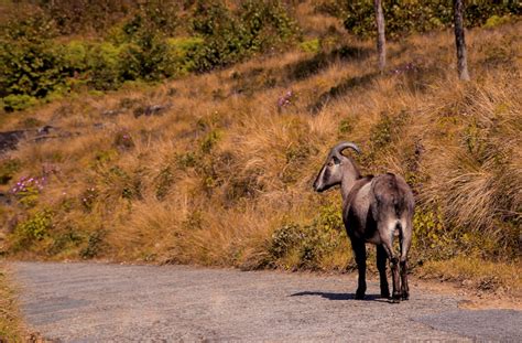 Eravikulam National Park, Kerala - Explore the wilderness of South India