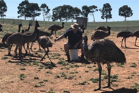 Kaya Khasiat, Minyak Emu Dongkrak Bisnis Peternakan Burung Emu Di Australia - ABC News