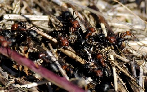 Ant Pile by Sheriannphotography on DeviantArt