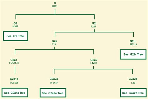 Y-DNA Haplogroup G-M201