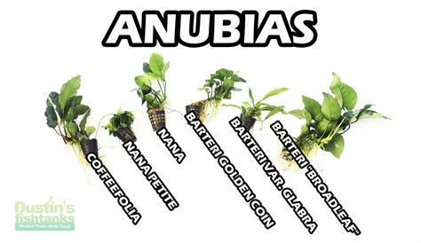 Anubias – DustinsFishtanks