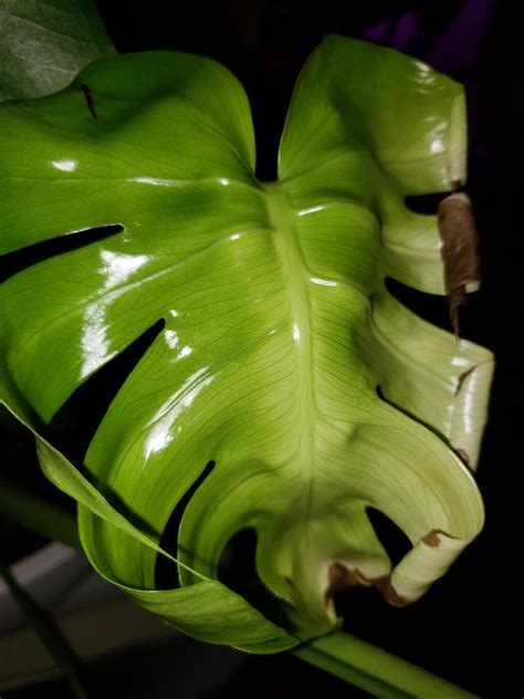 Monstera deliciosa leaves are unfurling with brown edges : r/plantclinic