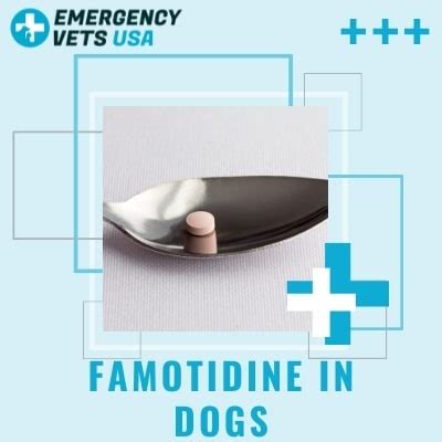 Famotidine For Dogs