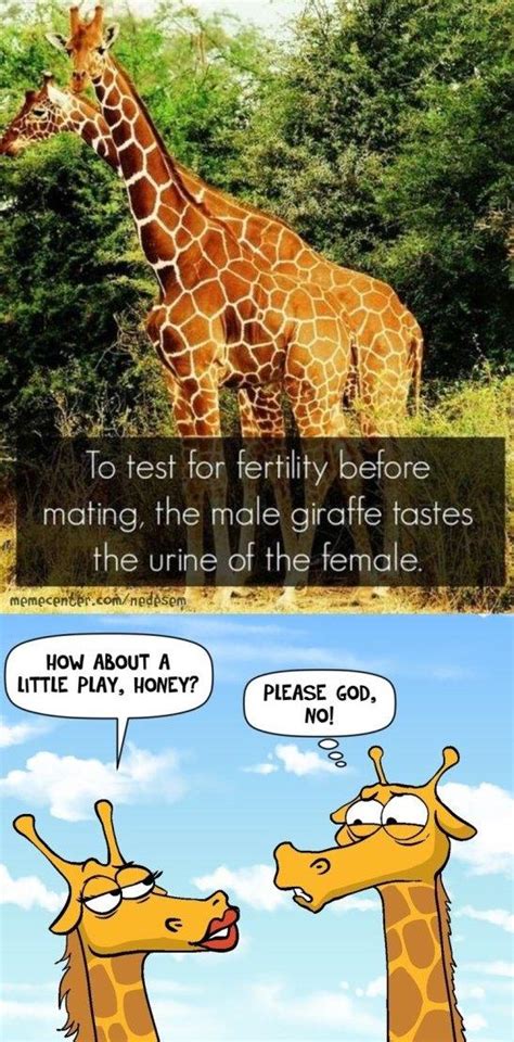 Giraffe | Funlexia - Funny Pictures