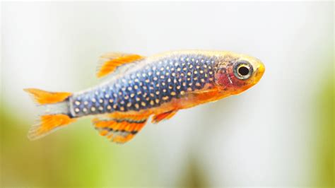 Breeding The Celestial Pearl Danio | BeChewy