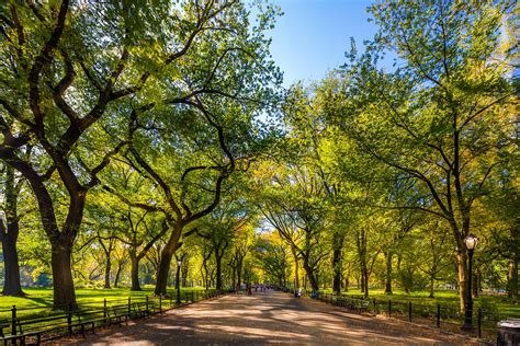 Central Park in New York - A Botanical Oasis in New York City - Go Guides