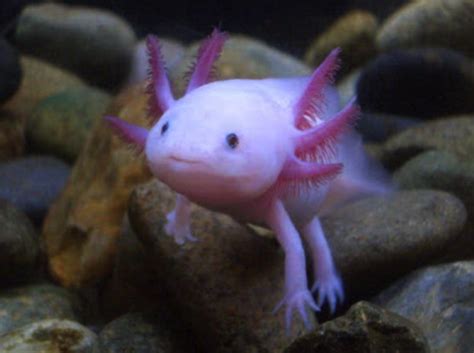 The 3 Best Ways to Care for an Axolotl - wikiHow