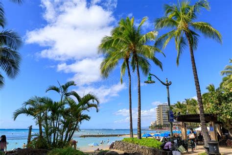 Waikiki Beach Lined with Palm Coconut Trees in Honolulu Editorial Photo - Image of attraction ...