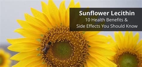 Sunflower Lecithin: 10 Health Benefits and Side Effects You Should Know