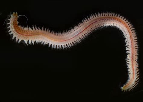 Nereid Worm, Nereis latescens