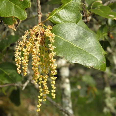 live-oak-flowers – Nature in Novato