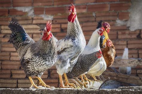 Michigan woman's 20-year-old chicken might be world's oldest - UPI.com