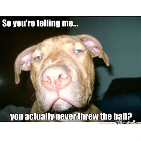 The Funniest Pitbull Memes - K9nerds.com