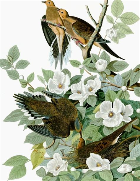 "Carolina Pigeon" ("Turtle Dove") by John James Audubon | Daily Dose of Art