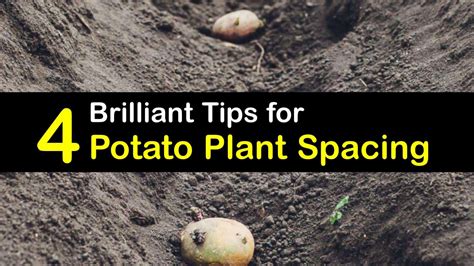 Spacing Potato Plants - How Much Space Between Potatoes