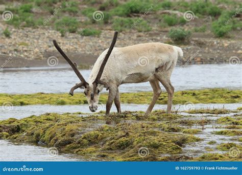 Reindeer & X28;Rangifer Tarandus& X29; Caribou, Iceland Stock Image - Image of antarctic ...